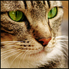 Member Avatar